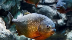 Zajímavá fakta o piranhah